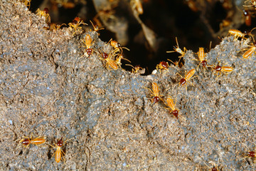 Nasute termites defending a break in their nest