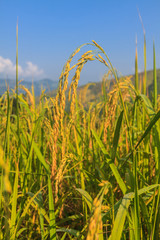 rice field