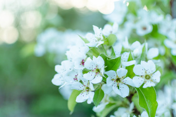 Fototapeta premium Spring blossom of the tree