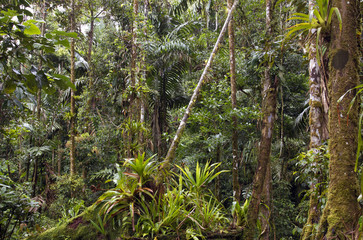Amazonian rainforest in Ecuador with many bromeliads in foreground
