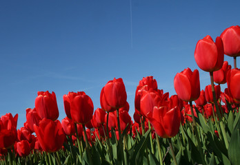 Flower bulbs against a blue sky