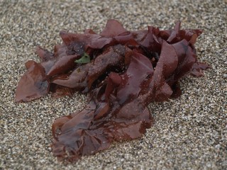 砂浜に打ち上げられた海藻