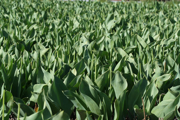 Flower bulbs field as far as the eye can see, attracts many tourists.