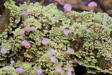 Unusual rainforest lichen with fruiting bodied from Ecuador