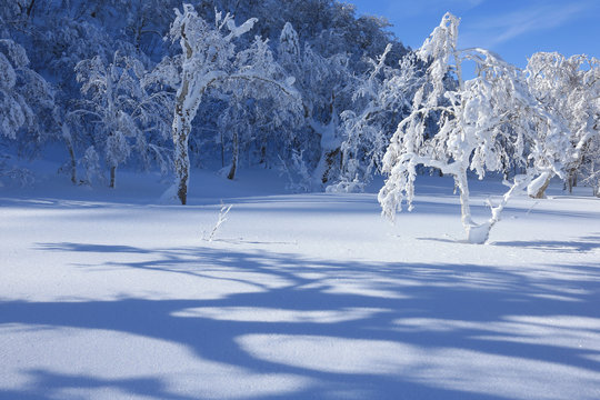 樹氷,雪景色
