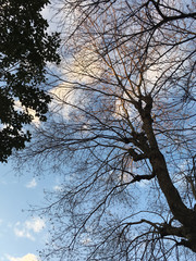 冬と木と空