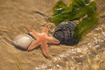 Seestern Strand – Juist