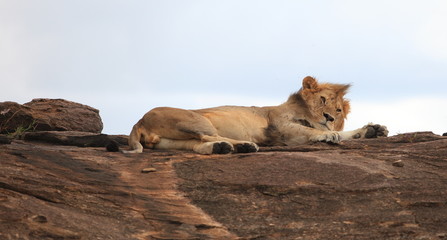 Lion