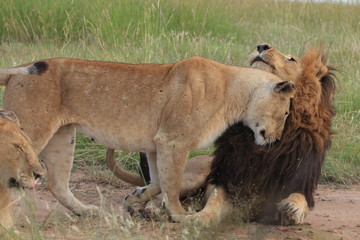 Lion