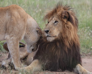 Lion