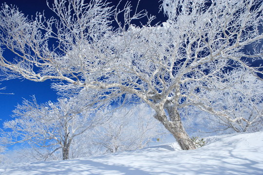 樹氷,雪景色