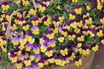 Johnny Jump Ups Flowers