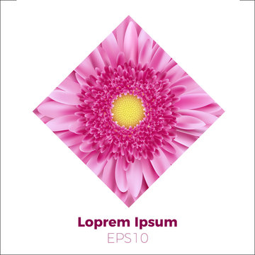 White gerbera flower design template