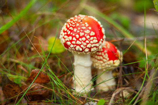 beautiful amanita  mushroom growing in forest