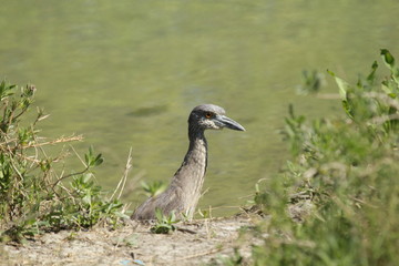 Black Crowned Night Heron at Hans & Pat Suter Bird Sanctuary