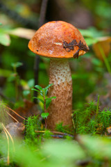 beautiful cap boletus growing in forest
