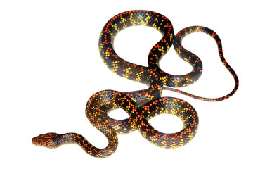 Checkerbelly Snake (Siphlophis cervinus), a rare South American species