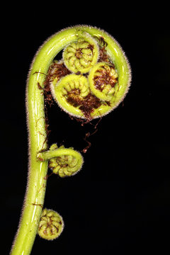 Fern leaf unfurling (fiddlehead) in the rainforest, Ecuador