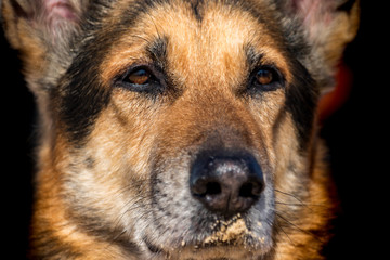 German Shepherd dog closeup