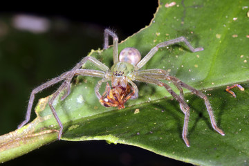 Spider eating another spider in the rainforest, Ecuador