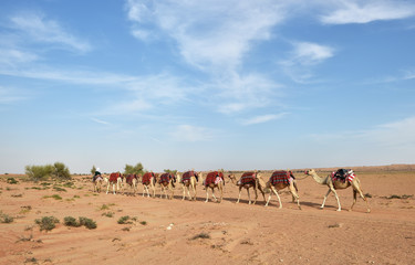 Kamel Karawane