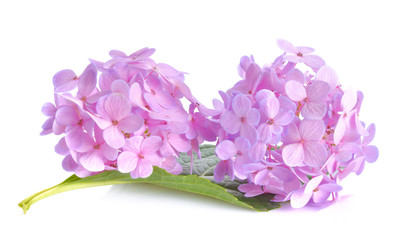 Fototapeta na wymiar Pink flowers on a white background