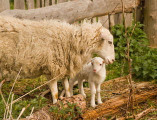 овца с новорожденным ягненком