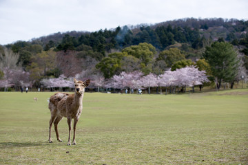 奈良公園の桜と鹿