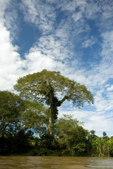 Large emergent kapok tree (Ceiba pentandra) on an Amazonian riverbank in Ecuador