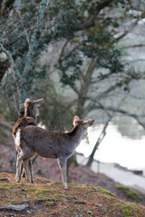 Naklejka na ściany i meble 冬の奈良公園の鹿