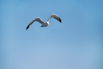 Bird seagull flying in the sky over the sea