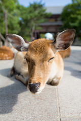 奈良公園のくつろぐ鹿