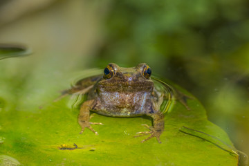 frog