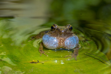 frog