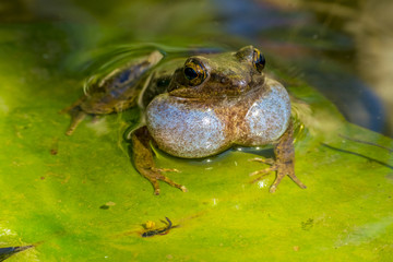frog