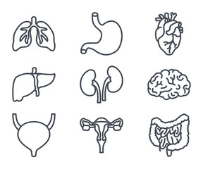 human internal organs line icon