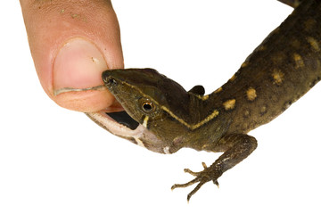 Lizard (Potamites sp.) Gymnophthalmidae biting a finger.
