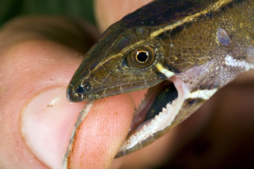 Lizard (Potamites sp.) Gymnophthalmidae biting a finger.