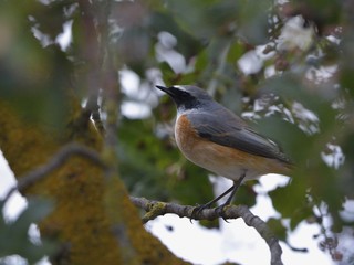 Common redstart (Phoenicurus phoenicurus), Greece