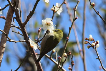 梅の花に止まるメジロ