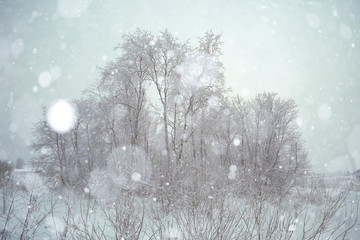 background winter forest covered with snow