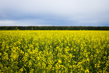 Fototapeta premium Rape meadow under blue sky,Golden rape field with cloudy sky,Yellow oilseed rape field,golden field of flowering rapeseed -brassica napus-plant for green energy and oil industry
