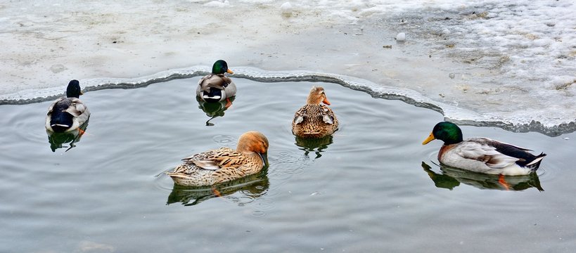 Group of five ducks swimming in the frozen pond.