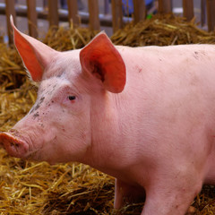 élevage,abattoir et souffrance animale