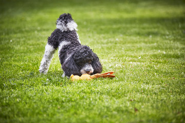 Hund im Grünen