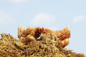 Chickens on Compost heap