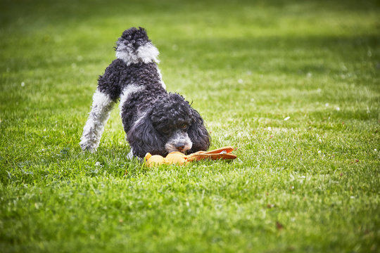 Hund im Grünen