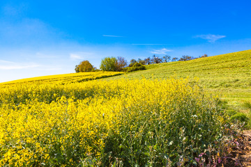 view of rapeseed field in summer
