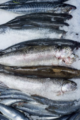 Fresh Fish Catch on Ice