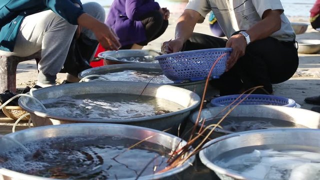 The wife of a Vietnamese fisherman selling fresh catch seafood on the sea shore, fishing village Mui Ne
